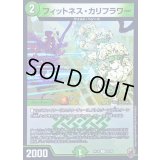 (虹アイコン)フィットネス・カリフラワー【C】{RP1682/95}《自然》