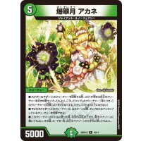 爆翠月アカネ【R】{26SD1Q10/14}《自然》