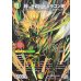 画像1: （加工エラー）烈しき切札ドギラゴン逆【DMR】{26RP2DM1秘/DM1}《多》 (1)