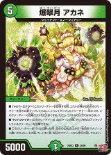 〔状態B〕爆翠月アカネ【R】{24EX336/80}《自然》