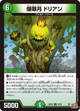 爆翠月ドリアン【U】{24RP349/76}《自然》