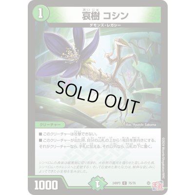 画像1: 哀樹コシン【C】{24RP375/76}《自然》